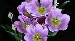 Violet tulips